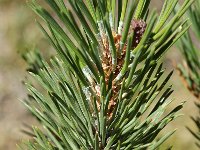 Pinus mugo ssp uncinata 15, Saxifraga-Jan van der Straaten