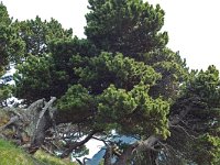 Pinus mugo ssp uncinata 4, Saxifraga-Willem van Kruijsbergen
