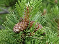 Pinus mugo ssp uncinata 7, Saxifraga-Jan van der Straaten