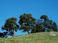 Pinus mugo ssp uncinata 9, Saxifraga-Jan van der Straaten