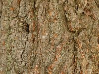 Pinus nigra 1, Zwarte den, Saxifraga-Jan van der Straaten