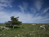 Pinus nigra 10, Zwarte den, Saxifraga-Dirk Hilbers