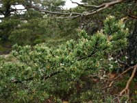 Pinus nigra 11, Zwarte den, Saxifraga-Dirk Hilbers