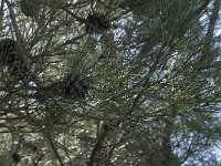Pinus nigra 14, Zwarte den, Saxifraga-Willem van Kruijsbergen