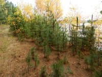 Pinus nigra 15, Zwarte den, Saxifraga-Rutger Barendse