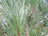Pinus nigra 16, Zwarte den, Saxifraga-Rutger Barendse