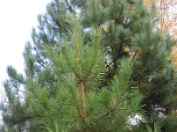 Pinus nigra 17, Zwarte den, Saxifraga-Rutger Barendse