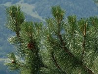 Pinus nigra 2, Zwarte den, Saxifraga-Jan van der Straaten