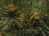Pinus nigra 3, Zwarte den, Saxifraga-Jan van der Straaten