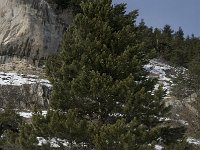 Pinus nigra 6, Zwarte den, Saxifraga-Jan van der Straaten