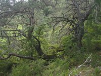 Pinus nigra 7, Zwarte den, Saxifraga-Dirk Hilbers