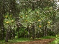 Pinus nigra 8, Zwarte den, Saxifraga-Dirk Hilbers