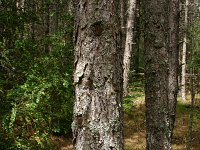 Pinus nigra 9, Zwarte den, Saxifraga-Dirk Hilbers