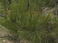 Pinus nigra ssp austriaca 12, Saxifraga-Willem van Kruijsbergen