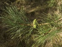 Pinus pinaster 1, Zeeden, Saxifraga-Marijke Verhagen