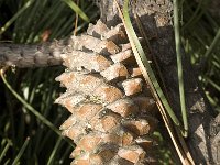 Pinus pinaster 10, Zeeden, Saxifraga-Jan van der Straaten