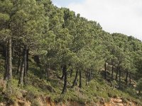 Pinus pinaster 11, Zeeden, Saxifraga-Jan van der Straaten