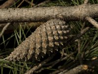 Pinus pinaster 13, Zeeden, Saxifraga-Willem van Kruijsbergen
