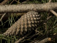 Pinus pinaster 13, Zeeden, Saxifraga-Willem van Kruijsbergen