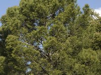 Pinus pinaster 14, Zeeden, Saxifraga-Willem van Kruijsbergen