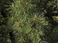 Pinus pinaster 15, Zeeden, Saxifraga-Willem van Kruijsbergen