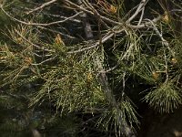 Pinus pinaster 16, Zeeden, Saxifraga-Willem van Kruijsbergen