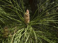 Pinus pinaster 17, Zeeden, Saxifraga-Willem van Kruijsbergen