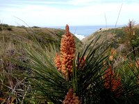 Pinus pinaster 18, Zeeden, Saxifraga-Peter Meininger