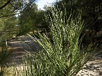 Pinus pinaster 2, Zeeden, Saxifraga-Jan van der Straaten
