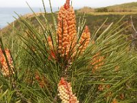 Pinus pinaster 21, Zeeden, Saxifraga-Ed Stikvoort