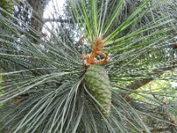 Pinus pinaster 23, Zeeden, Saxifraga-Rutger Barendse