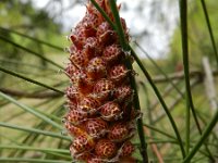 Pinus pinaster 25, Zeeden, Saxifraga-Rutger Barendse