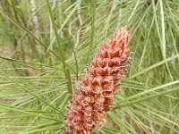 Pinus pinaster 26, Zeeden, Saxifraga-Rutger Barendse