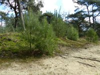 Pinus pinaster 28, Zeeden, Saxifraga-Rutger Barendse