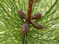 Pinus pinaster 29, Zeeden, Saxifraga-Rutger Barendse