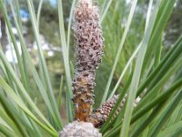 Pinus pinaster 30, Zeeden, Saxifraga-Rutger Barendse