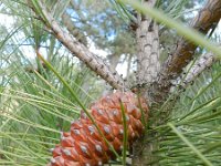 Pinus pinaster 31, Zeeden, Saxifraga-Rutger Barendse