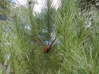 Pinus pinaster 32, Zeeden, Saxifraga-Rutger Barendse