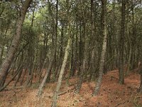 Pinus pinaster 34, Zeeden, Saxifraga-Hans Boll