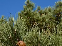Pinus pinaster 36, Zeeden, Saxifraga-Ed Stikvoort