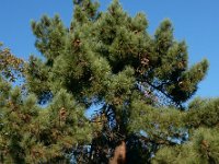 Pinus pinaster 37, Zeeden, Saxifraga-Ed Stikvoort