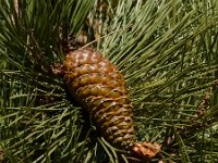 Pinus pinaster 38, Zeeden, Saxifraga-Ed Stikvoort