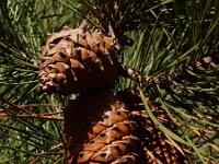 Pinus pinaster 39, Zeeden, Saxifraga-Ed Stikvoort