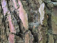 Pinus pinaster 4, Zeeden, Saxifraga-Rutger Barendse