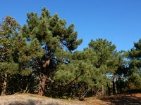 Pinus pinaster 40, Zeeden, Saxifraga-Ed Stikvoort