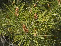 Pinus pinaster 5, Zeeden, Saxifraga-Jan van der Straaten