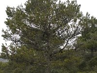 Pinus pinaster 6, Zeeden, Saxifraga-Willem van Kruijsbergen