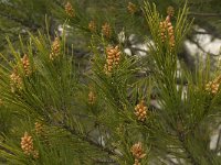 Pinus pinaster 7, Zeeden, Saxifraga-Willem van Kruijsbergen