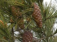 Pinus pinaster 8, Zeeden, Saxifraga-Willem van Kruijsbergen