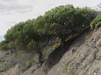 Pinus pinea 12, Parasolden, Saxifraga-Willem van Kruijsbergen